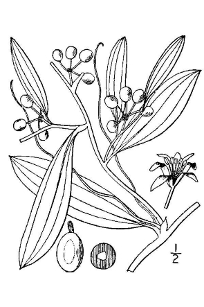 Smilax laurifolia 